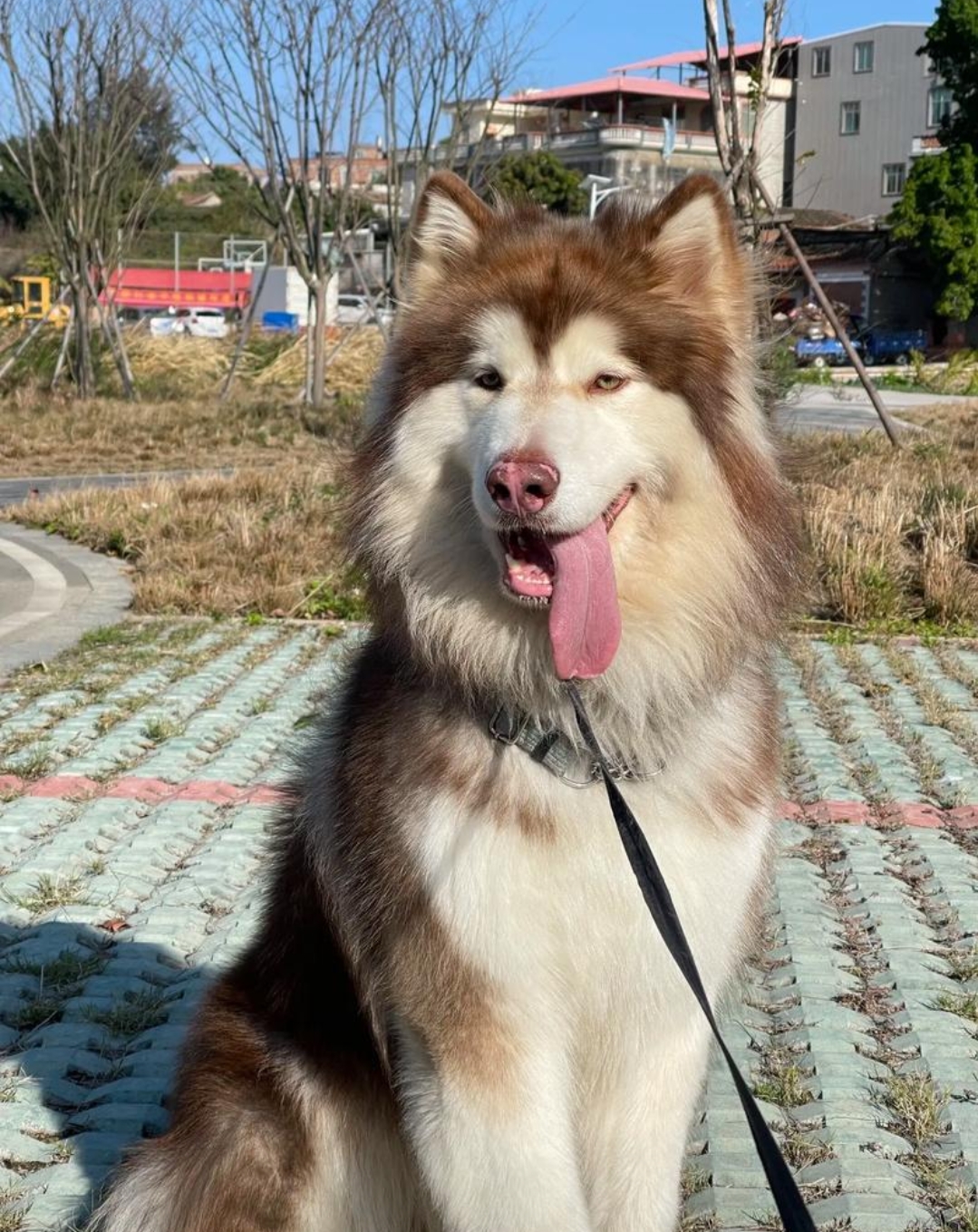 可爱，忠诚，聪明，有向导性，陪伴犬，
